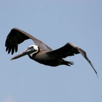 Brown Pelican