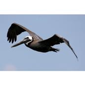 Brown Pelican