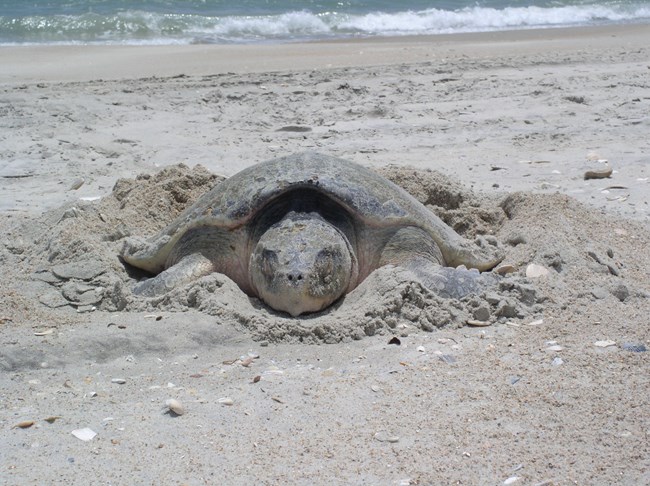 Kemp's Ridley sea turtle nests in the sand, with water behind them