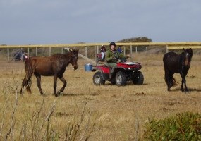 Horse round-up