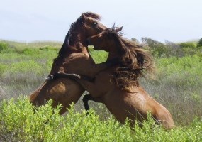 Stallions Fighting