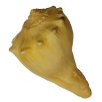 Knobbed whelk.