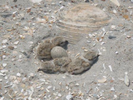 Piping Plover nest