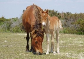 Dam and Foal