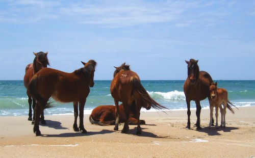 Harem on the beach.