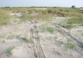 Tracks through vegetation