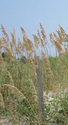 Sea Oats