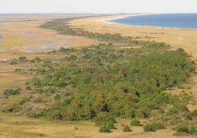 Forest on South Core Banks