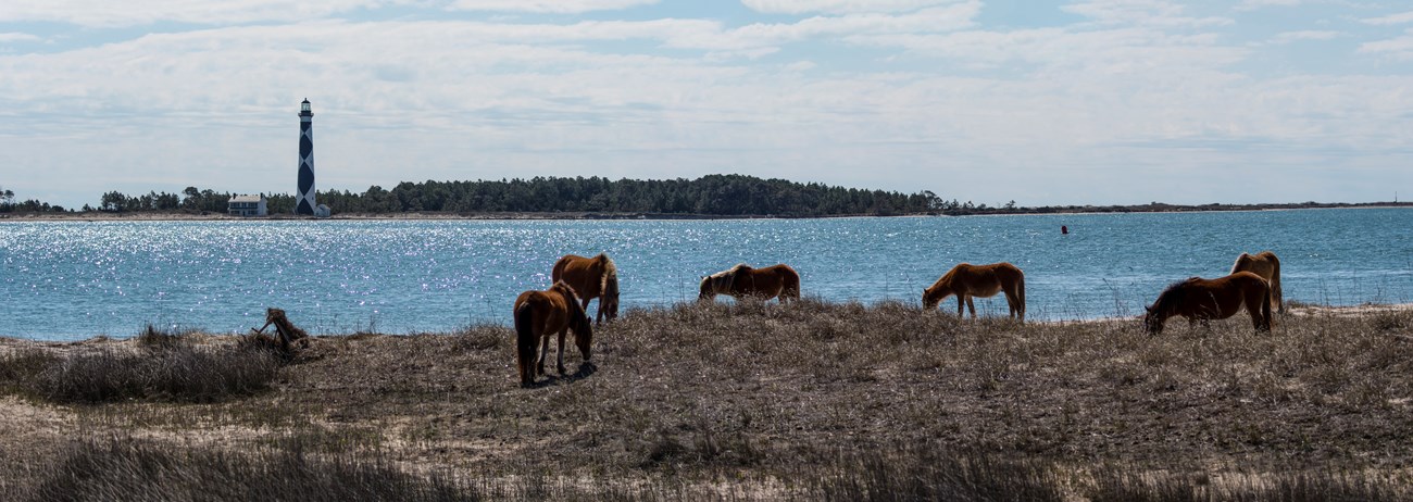 six horses stand on a grass covered dune with water in the middle ground, and the lighthouse in the background