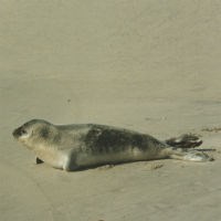 Harbor Seal