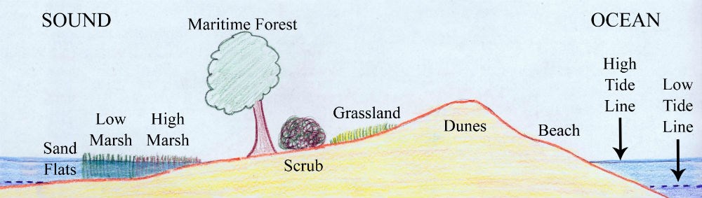 Typical zones of a barrier island including sand flats, low marsh, and high marsh on the sound side; maritime forest, scrub, grassland, dunes, and beach on the island; then high tide line and low tide lines on the ocean side.