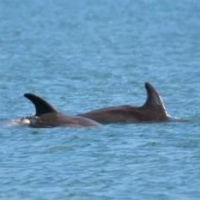 Bottlenose Dolphin