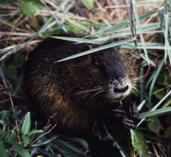 Nutria.