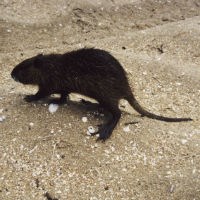 Nutria
