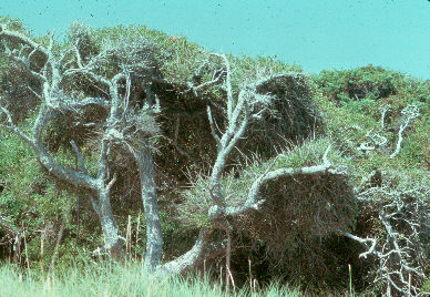 Trees in Guthries Hammock Trees in Guthries Hammock
