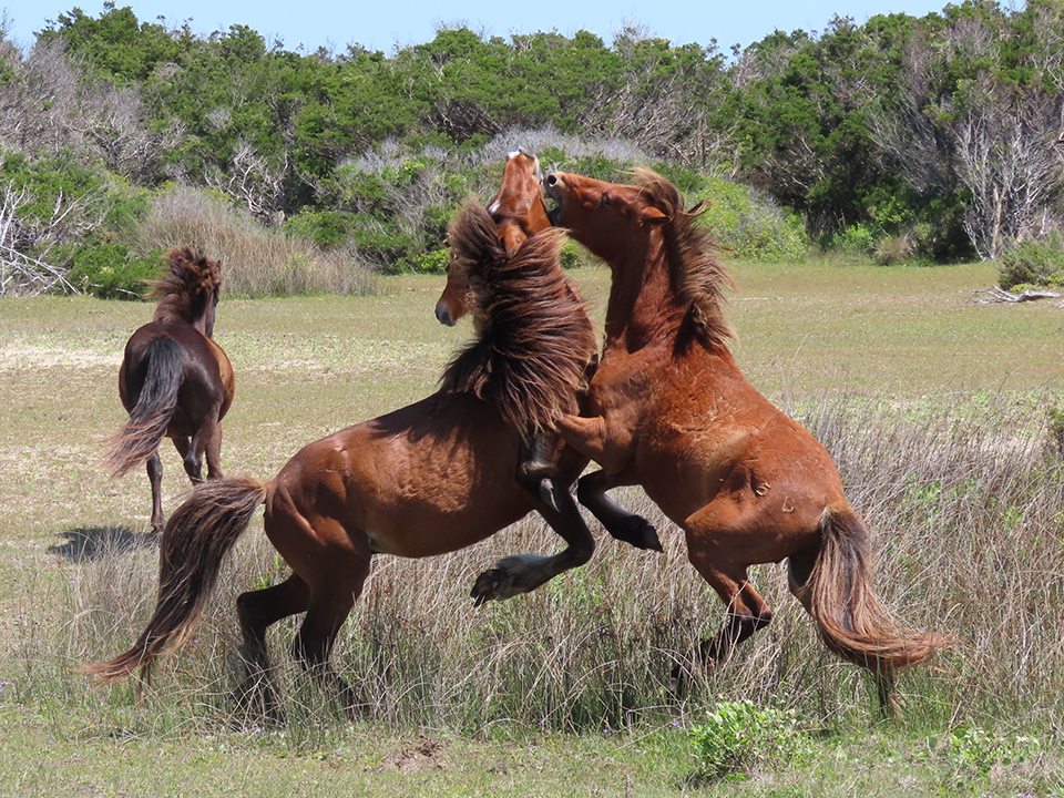 Two stallions collide as they fight on Shackleford Banks