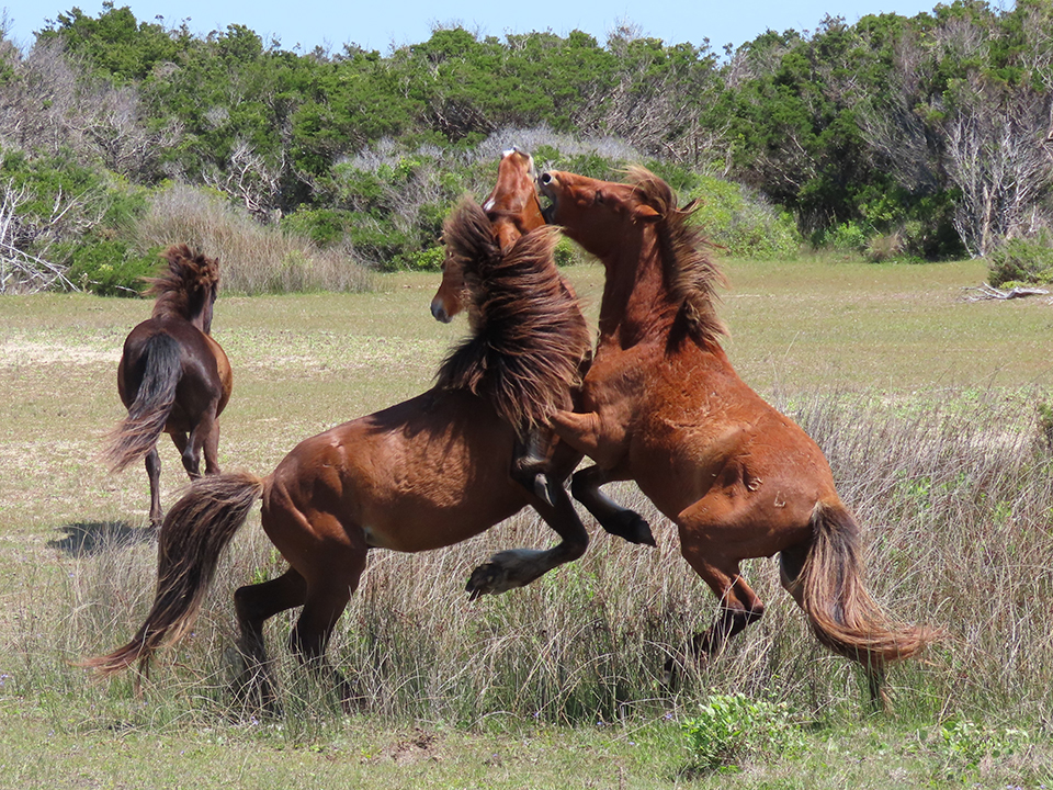 04-22-2020 - Copy Cropped_web Two stallions collide as they fight on Shackleford Banks