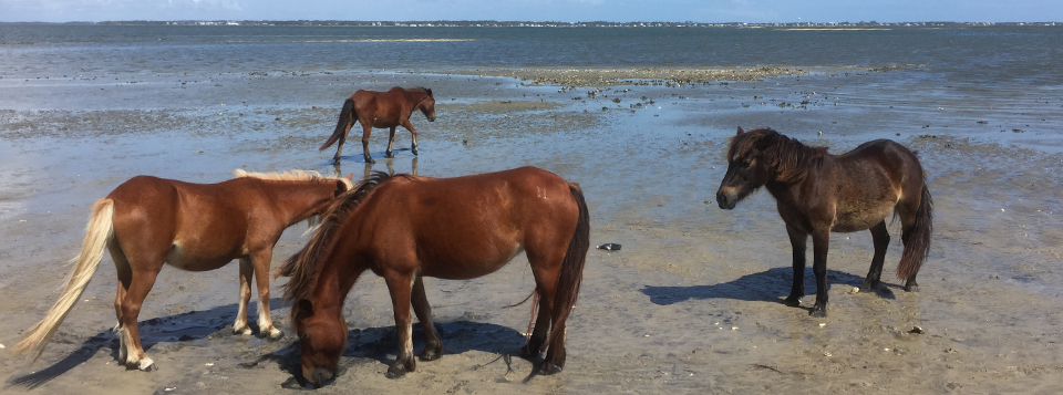 Four horses stand on the beach on Shackleford Banks. Four horses stand on the beach on Shackleford Banks.