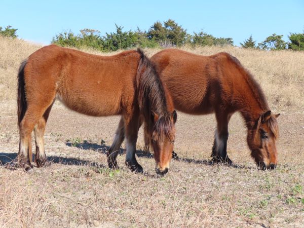 Two brown horses have their heads down while they graze on grass. Trees and a bluesky are in the background.