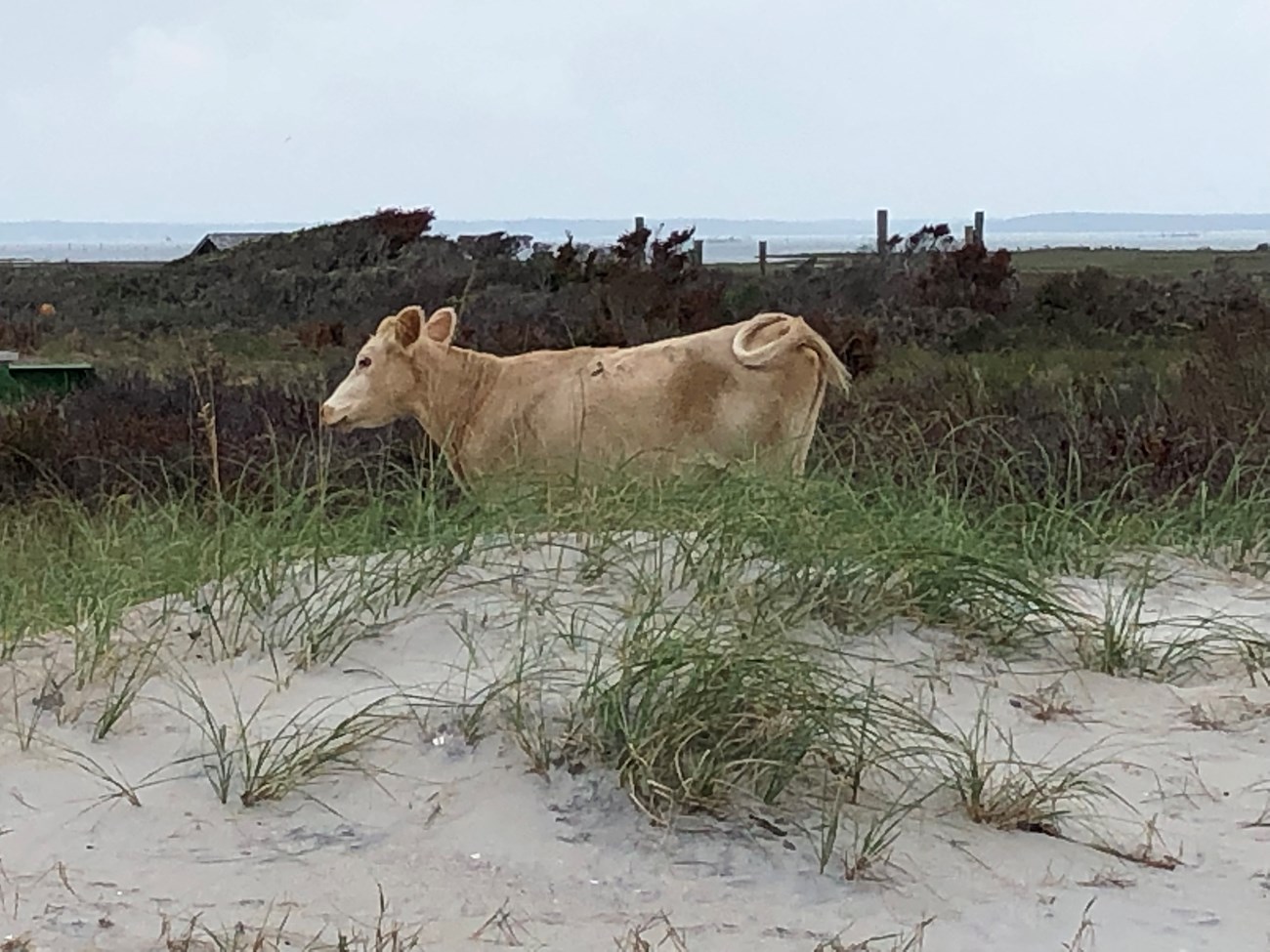 white cow found on North Core Banks after Hurricane Dorian