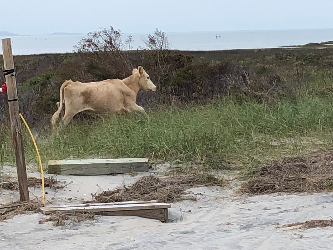 White wild cow runs away from the photographer