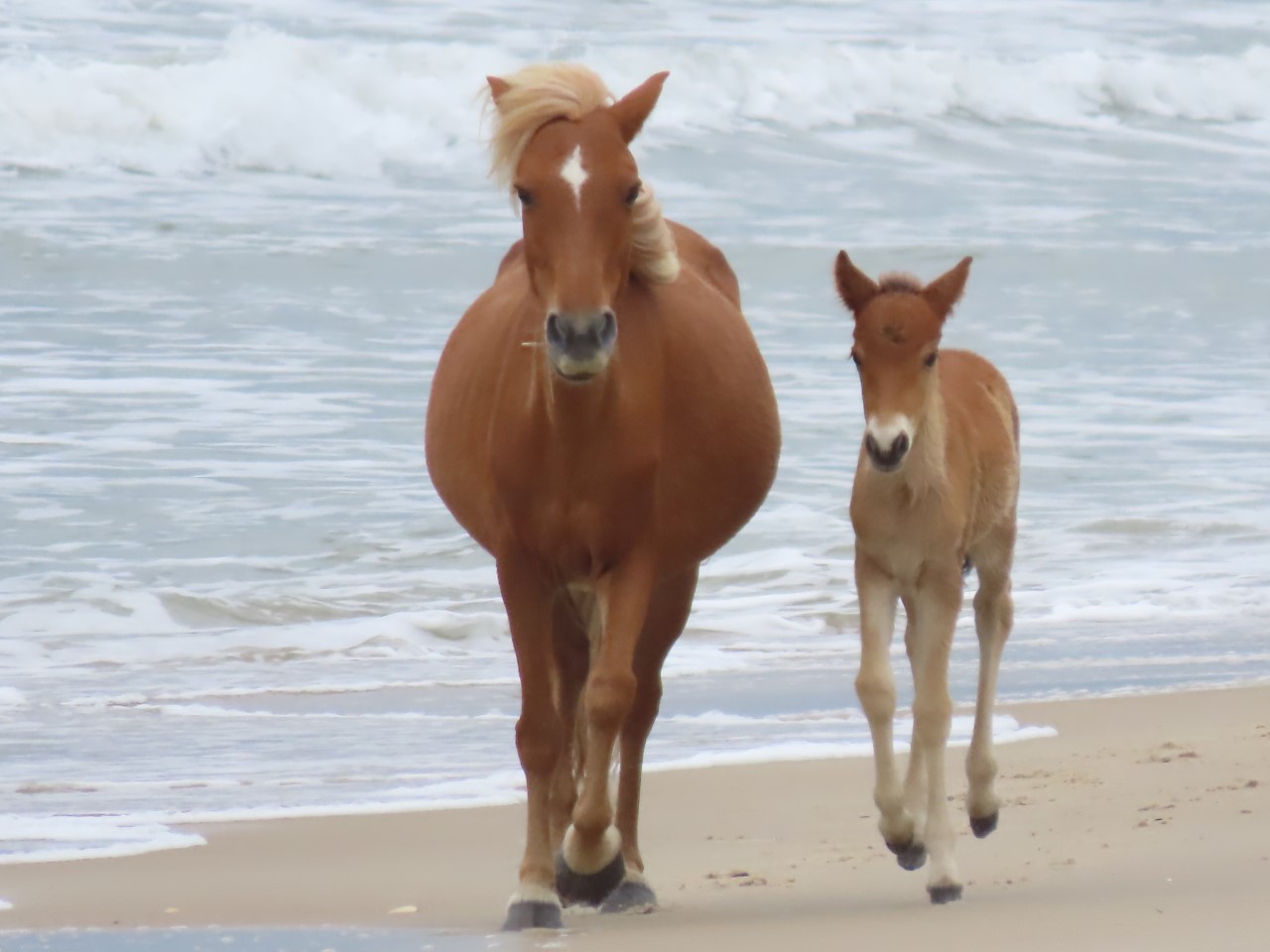 A mare and her colt on the beach - the mare is trotting while her colt canters next to her