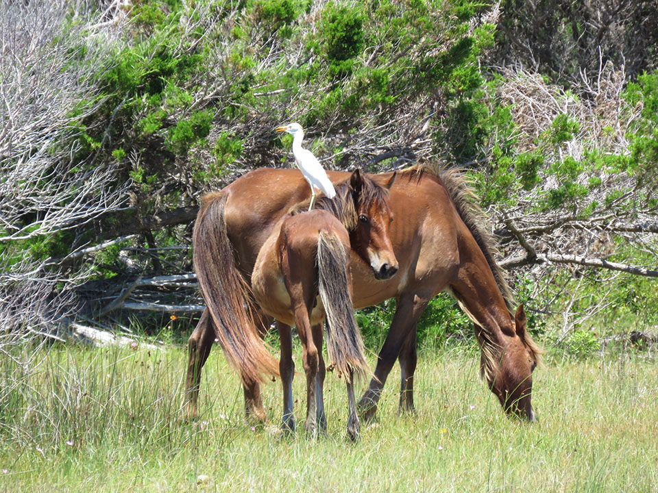 A mare, her yearling stand next to each other while the yearling provides a perch for a cattle egret on its baack