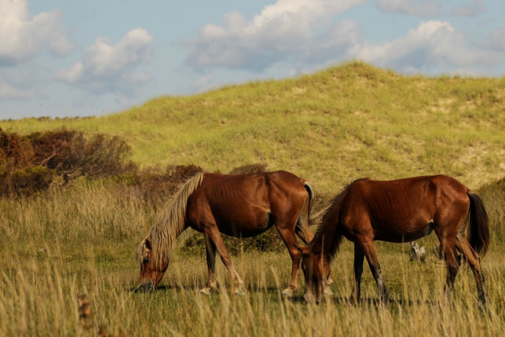 NPS Photo/ Nate Toering 3 Grazing Wild Horses on Shackleford