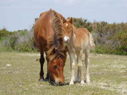 The first foal born this season was a filly (female).