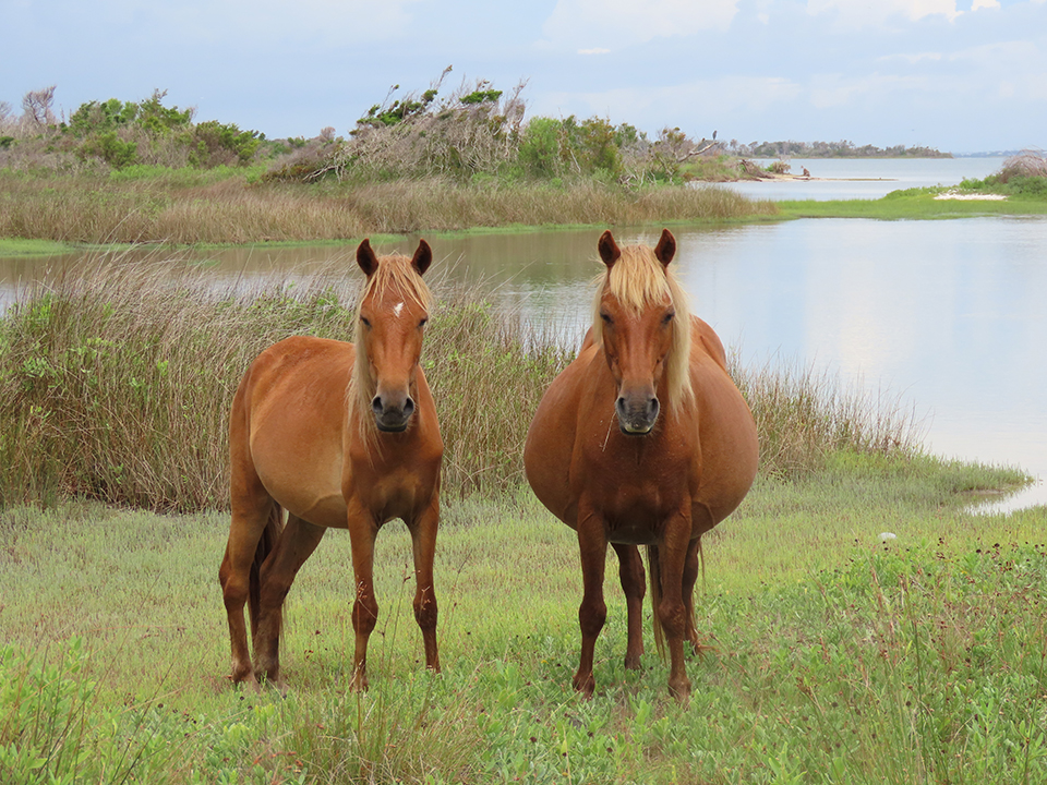2 wild horses, one still very pregnant, face the viewer 2 horses, one very pregnant, stand facing viewer