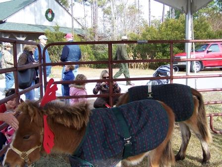 Shackleford Horses at Waterfowl Weekend 2010