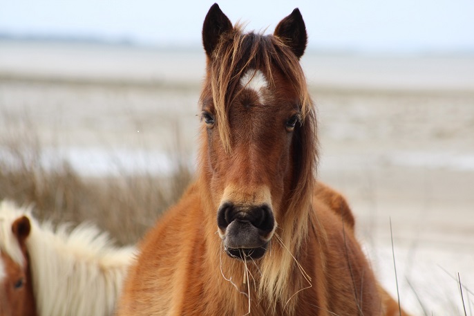 Shackleford Horse