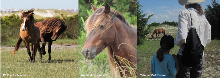 Wild Horse Photos by NC Coastal Reserve and NPS-1