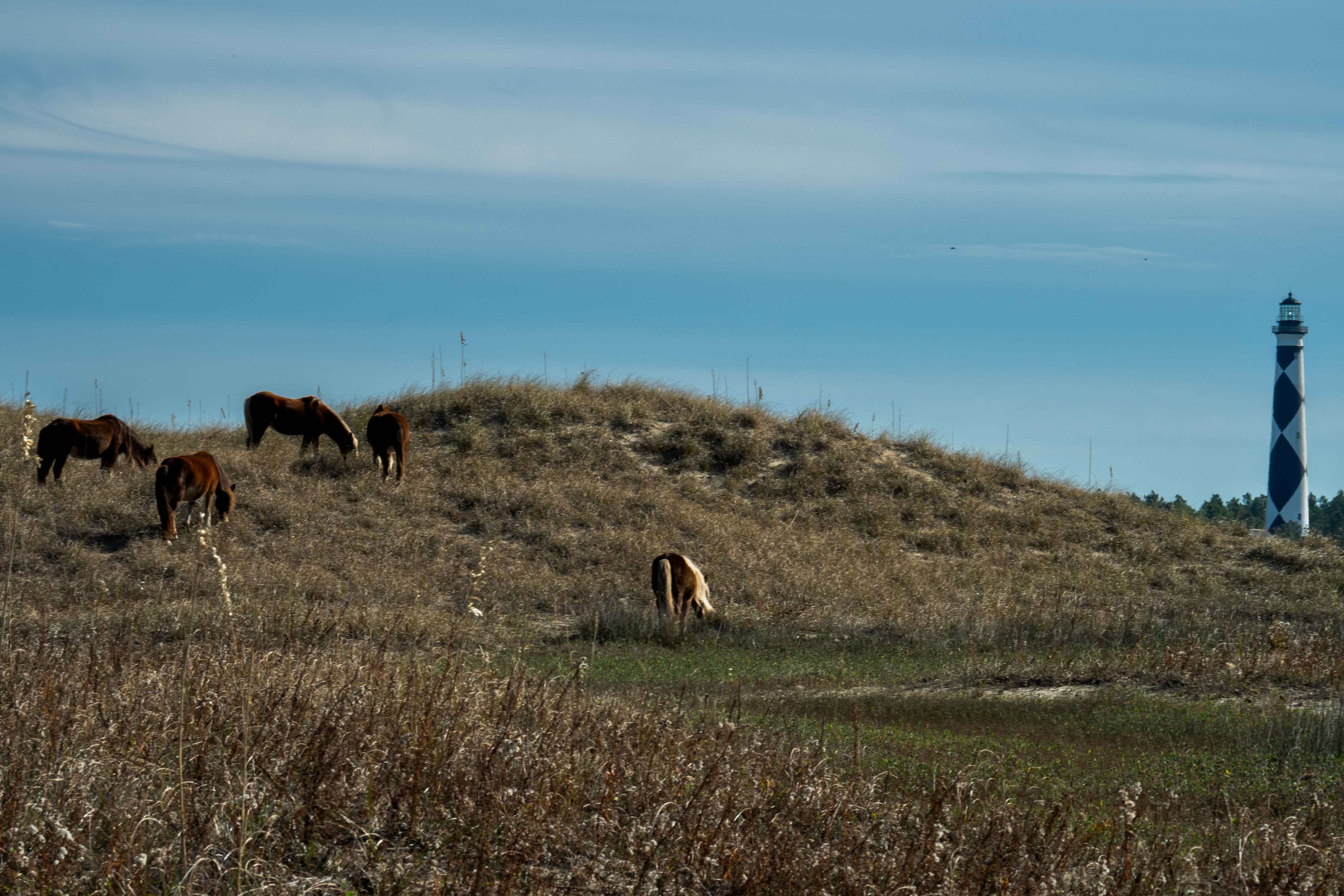 5 Shackleford Banks Horses graze on a grass covered dune, with the Cape Lookout Lighthouse in the background on the right.