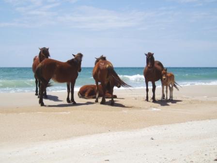 Wild Horses of Shackleford Banks