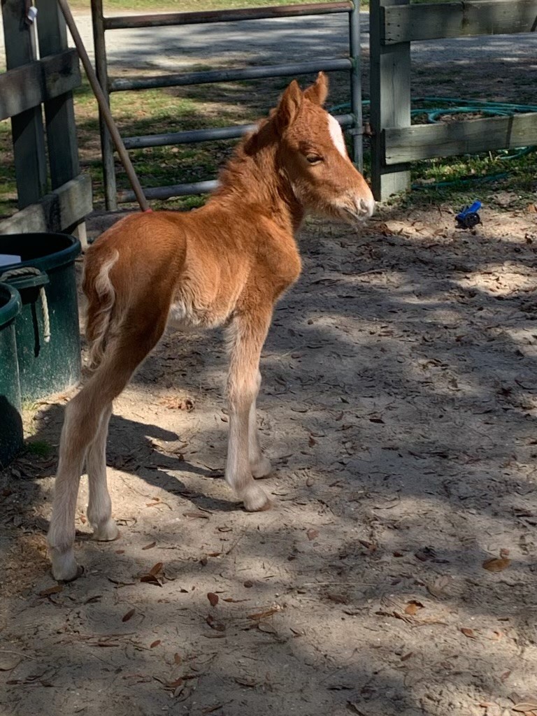 Young brown foal with white mark on forehead