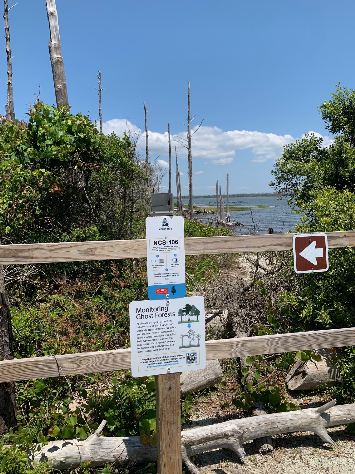 The sign announcing the citizen science ghost forest monitoring project at the end of the soundside trail The sign announcing the citizen science ghost forest monitoring project at the end of the soundside trail