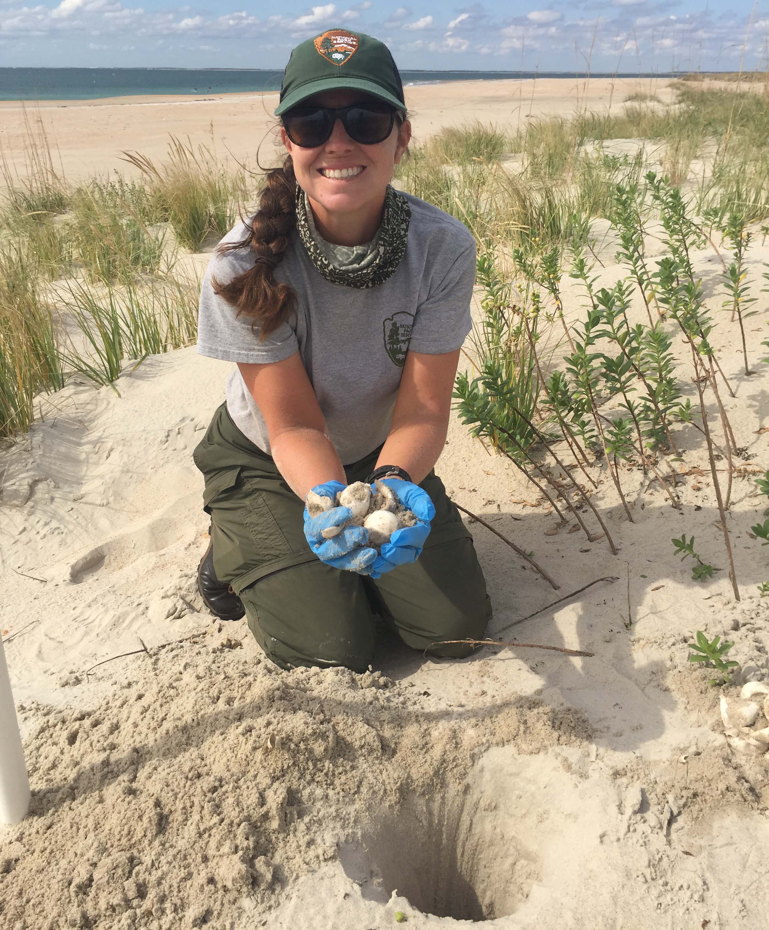 turtlehatch Person holding hatched turtle eggs next to nest on beach.