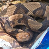 Copperhead