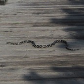 Eastern Kingsnake