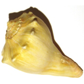 Knobbed Whelk