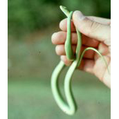 Rough Green Snake