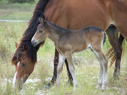 Hurricane Irene Foal