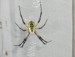 Black and Yellow Argiope