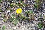 Fragile Prickly Pear Cactus