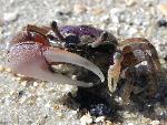 Fiddler Crab