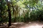 Shackleford Maritime Forest