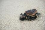 Loggerhead Hatchling