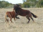 Horse Fighting