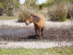 Horse in Mud